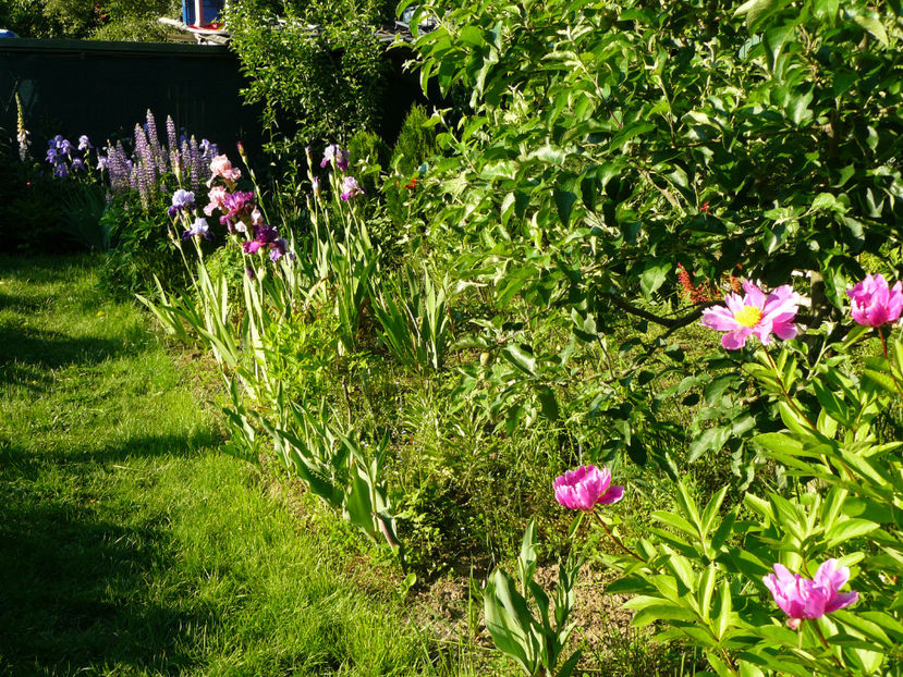 P1280388 - 2017 Mai_Idilic Garden