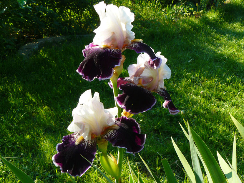 P1280389 - 2017 Mai_Idilic Garden