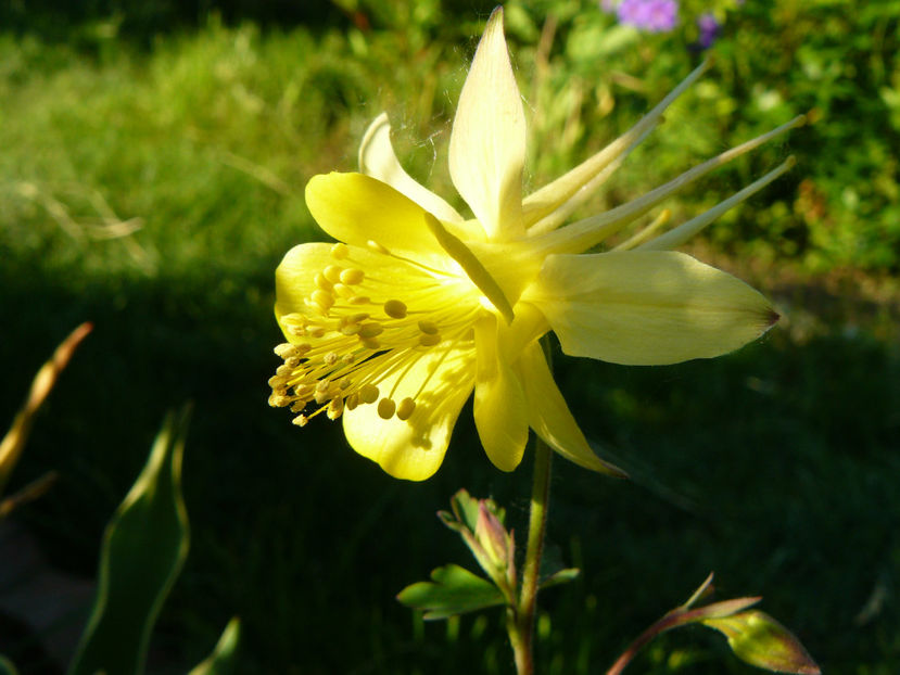 Orlik spring magic yellow - 2017 Mai_Idilic Garden