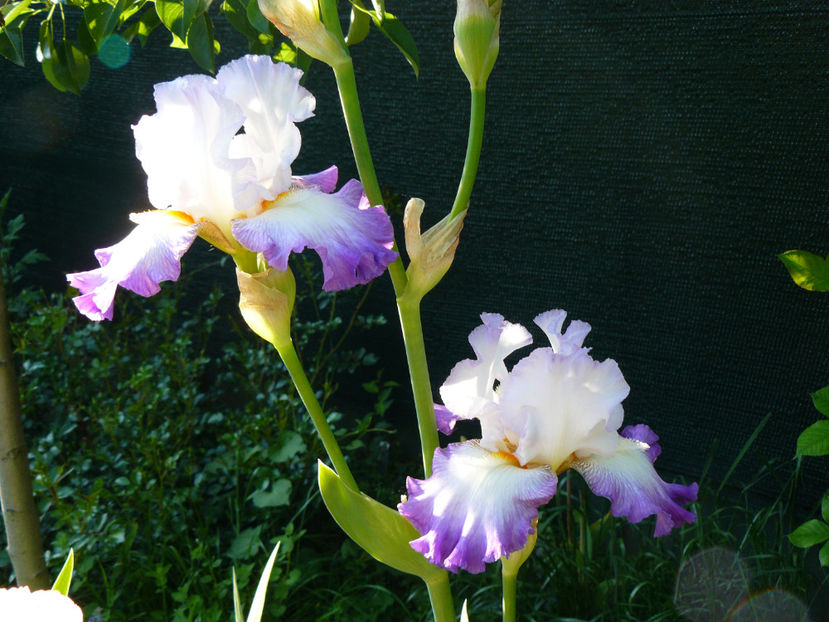 Conjuration - 2017 Mai_Idilic Garden