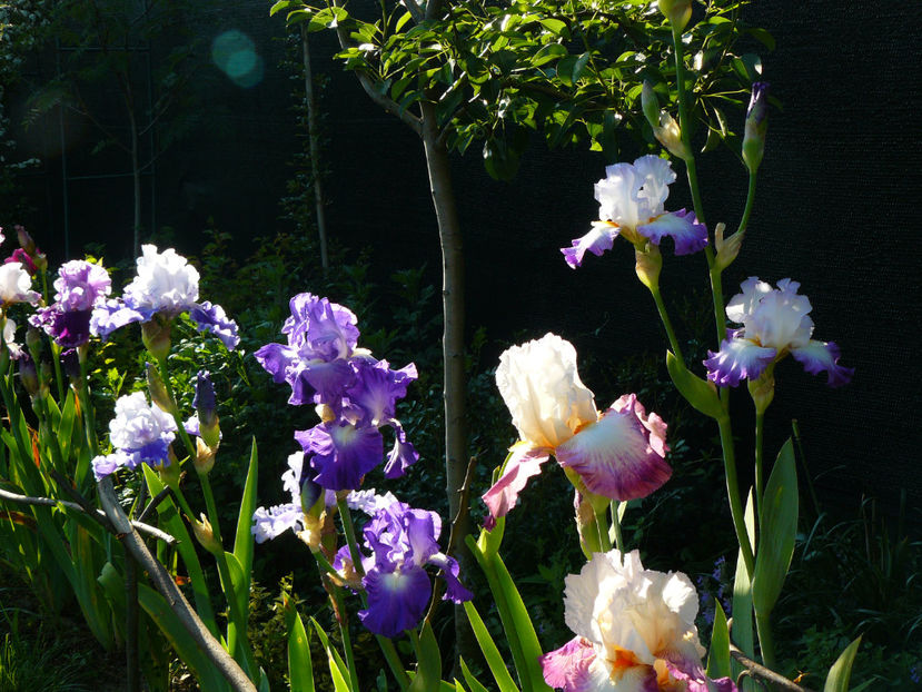 View 18mai - 2017 Mai_Idilic Garden