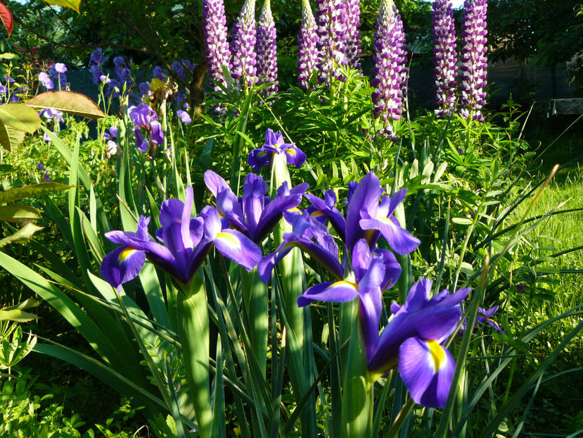 Irisi Blue King - 2017 Mai_Idilic Garden