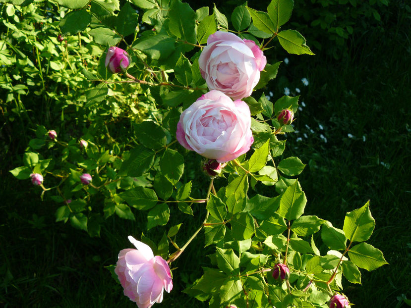 Madame Pierre Oger - 2017 Mai_Idilic Garden