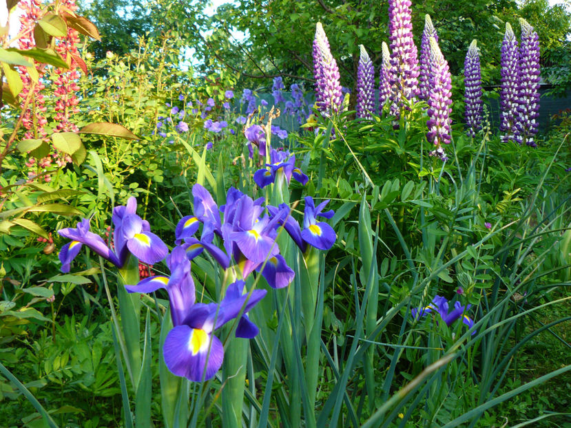 Irisi Blue King - 2017 Mai_Idilic Garden