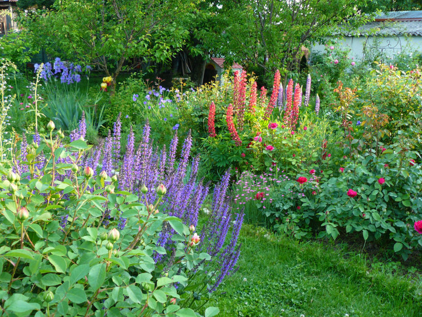 Salvia Mynacht si Lupini - 2017 Mai_Idilic Garden