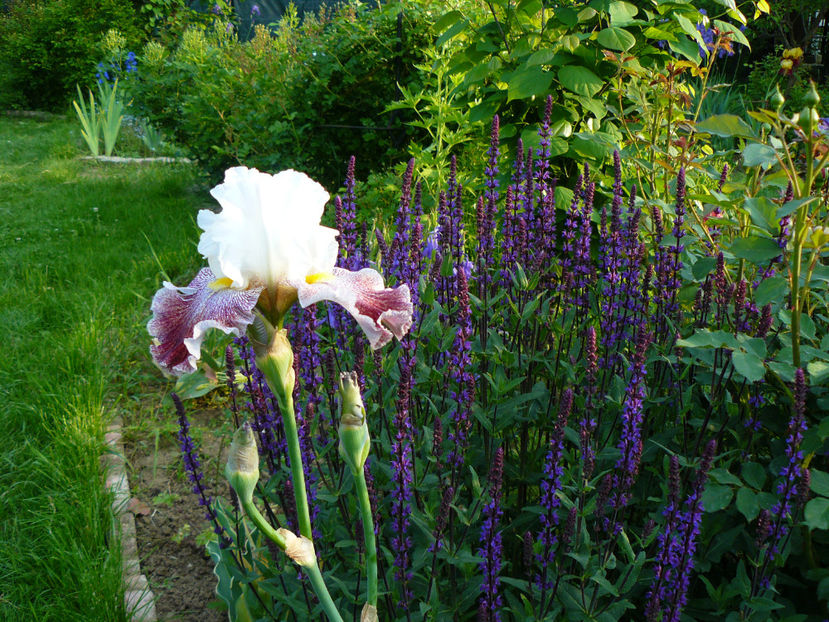 Tundering Ovation - 2017 Mai_Idilic Garden