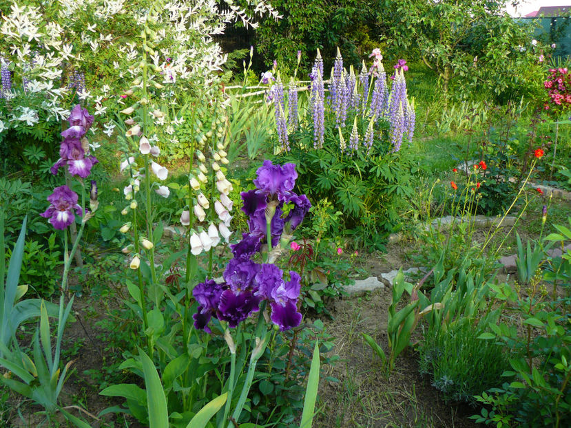 TintinBulation - 2017 Mai_Idilic Garden