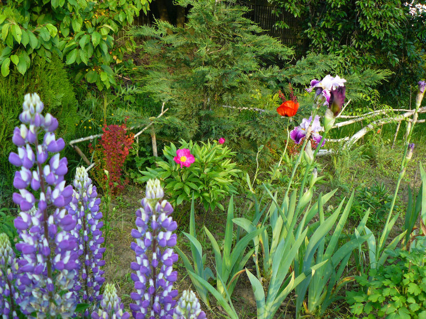 View 18mai - 2017 Mai_Idilic Garden