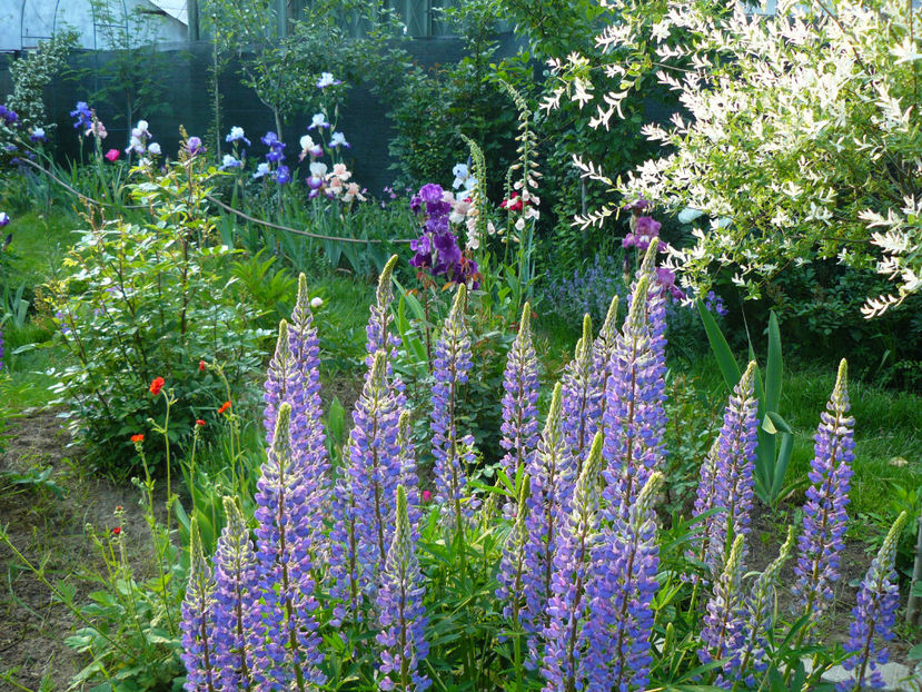 View 18mai - 2017 Mai_Idilic Garden