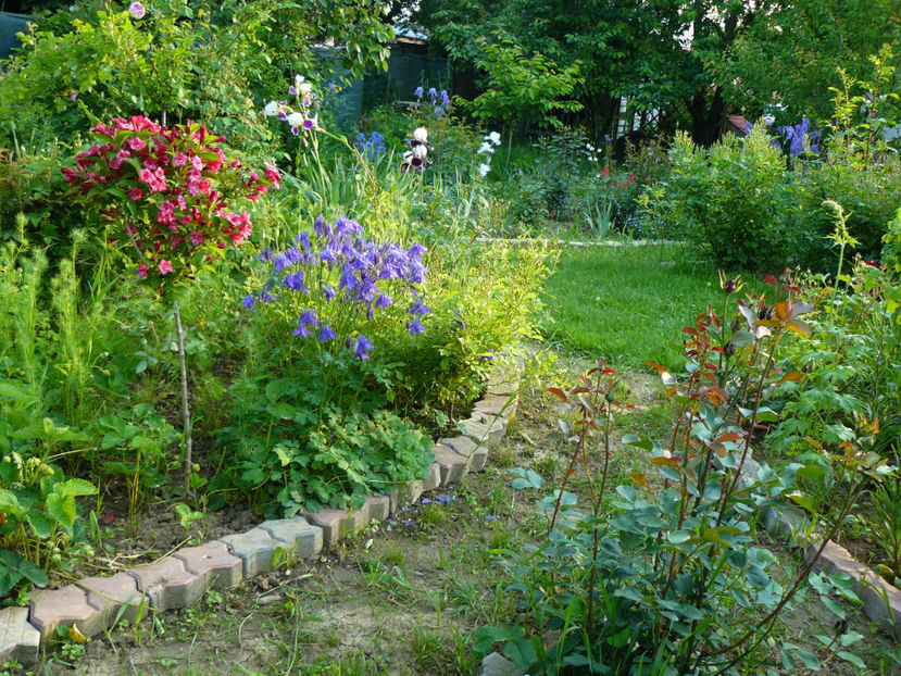 Pomisor Weigelia Bristol Ruby - 2017 Mai_Idilic Garden