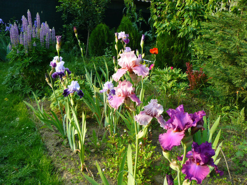 Aleea Irislandia - 2017 Mai_Idilic Garden