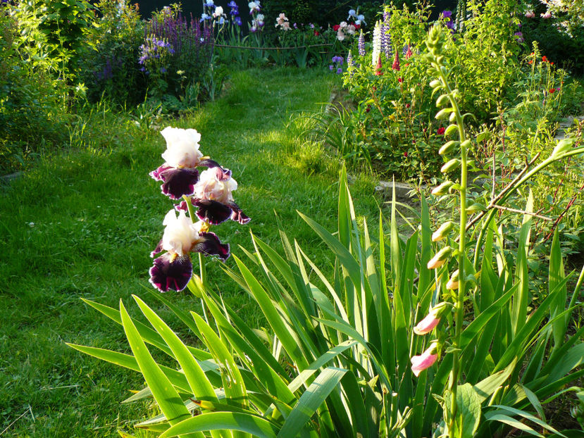 Wild Vision - 2017 Mai_Idilic Garden