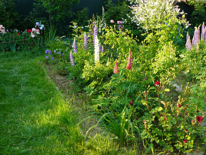 Lupini - 2017 Mai_Idilic Garden