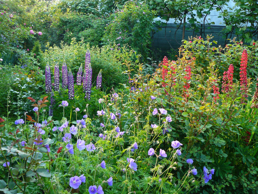 Geranijm Eureka Blue si lupini - 2017 Mai_Idilic Garden