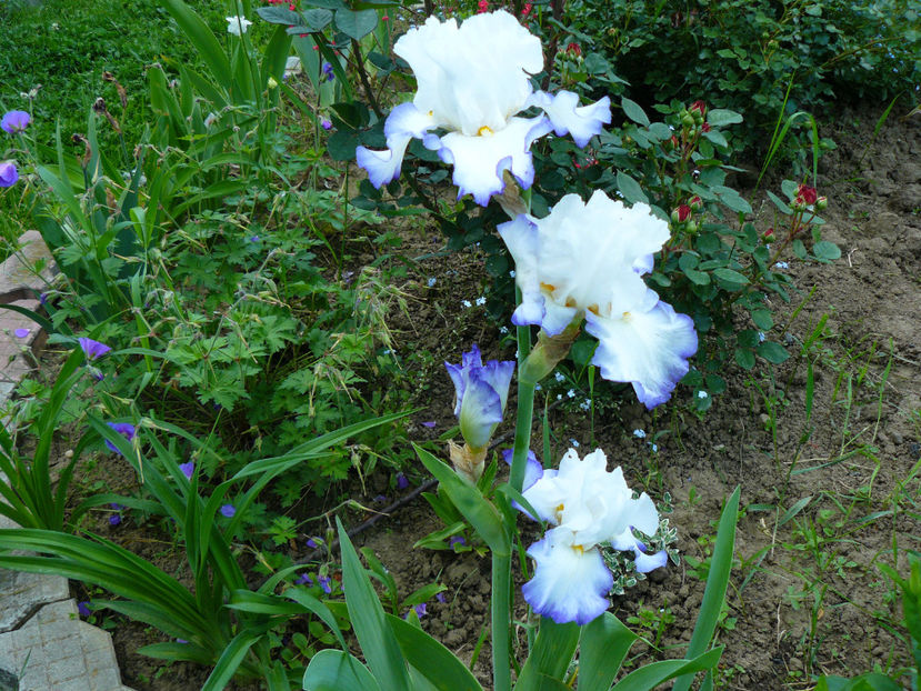 Queens Circle - 2017 Mai_Idilic Garden