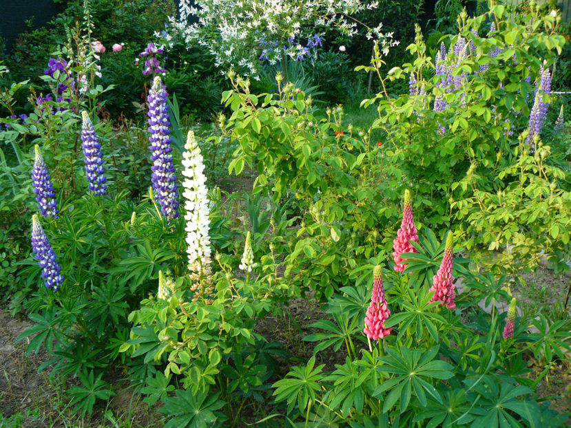 Lupini 18mai - 2017 Mai_Idilic Garden