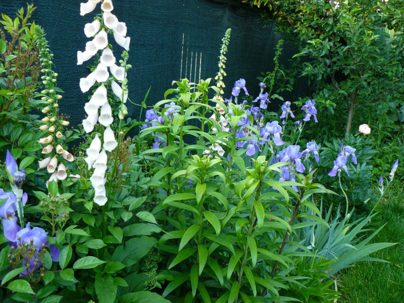 Degetaruti - 2017 Mai_Idilic Garden