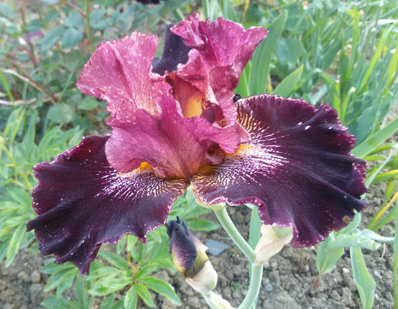 tmp_21037-20170518_195455-1-621491081 - irisi 2017