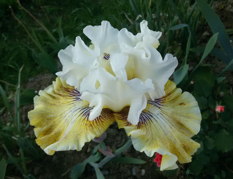 tmp_21037-20170518_195503-1-1411960526 - irisi 2017