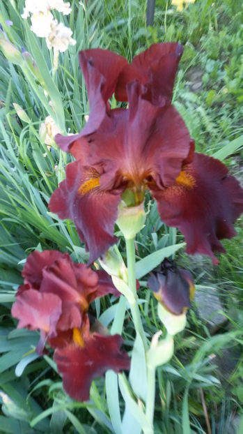 tmp_21037-20170518_201511-994359545 - irisi 2017