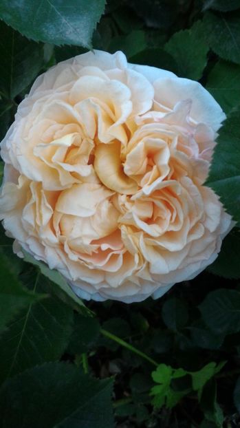 P_20170518_203756 - Odile Masquelier