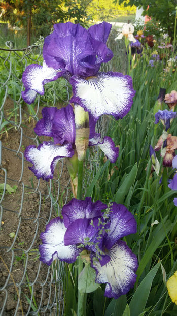 tmp_21037-20170518_201451-1923557117 - irisi 2017