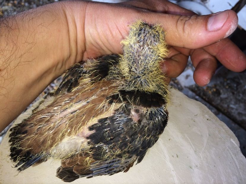  - Evoluția unei culori deosebite