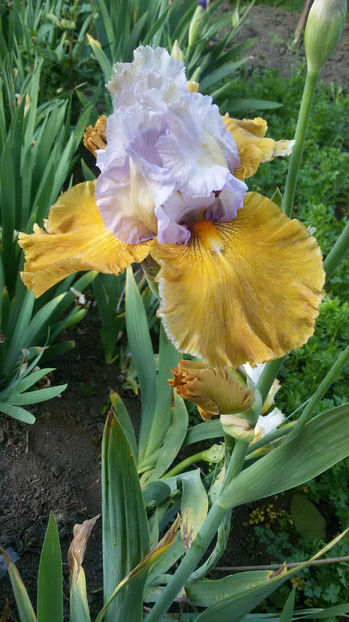 tmp_4387-20170518_201208-1445221898 - irisi 2017