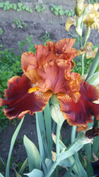 tmp_4387-20170518_201014-276062746 - irisi 2017