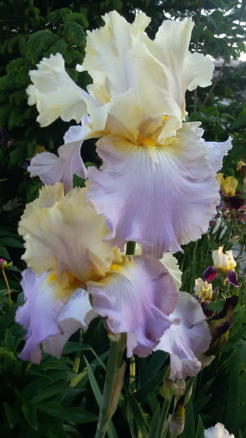 tmp_4387-20170518_2005301223773779 - irisi 2017