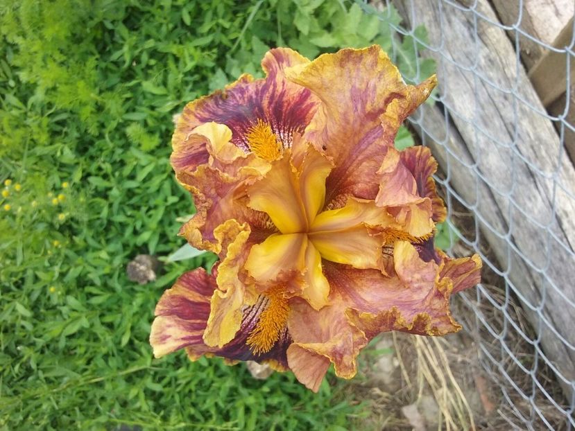 IMG-20170518-WA0004 - Irisi 2015-2016-2017-2018