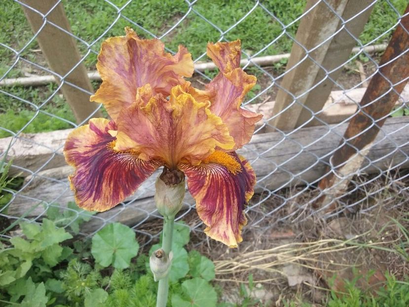 IMG-20170518-WA0003 - Irisi 2015-2016-2017-2018