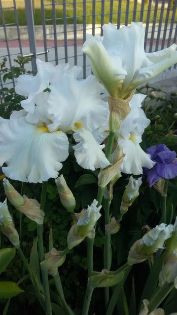 tmp_4387-20170518_1957131609676477 - irisi 2017