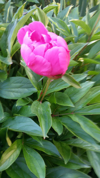 tmp_4387-20170518_2004251500771964 - bujori 2017