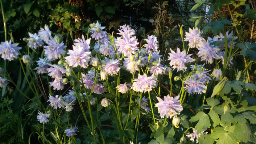 tmp_4387-20170518_201828-130144144 - primavara 2017