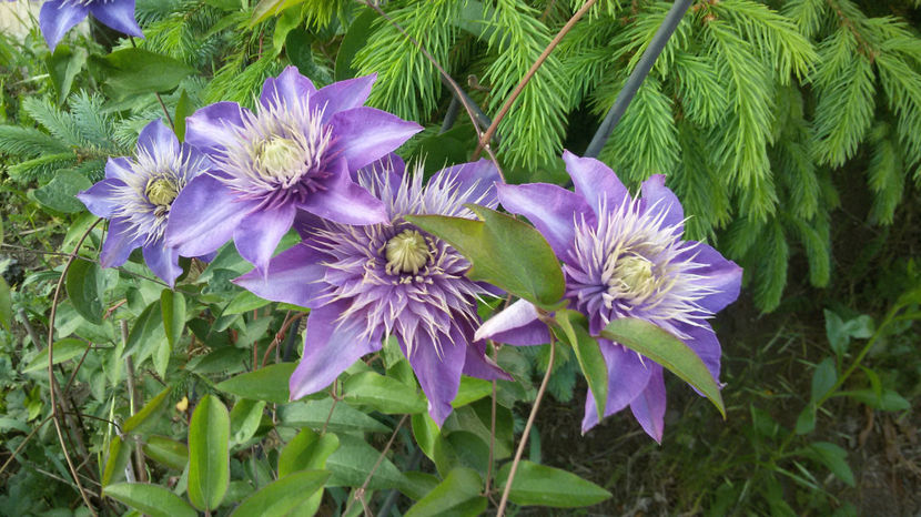 tmp_4387-20170518_1959302028957470 - primavara 2017