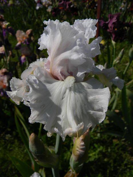 Venetian glass - xx Colectie irisi