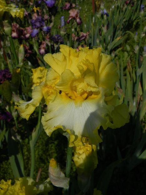 Beauty becomes her - xx Colectie irisi