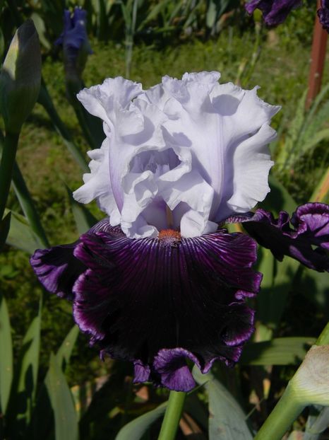 Dinner talk - xx Colectie irisi