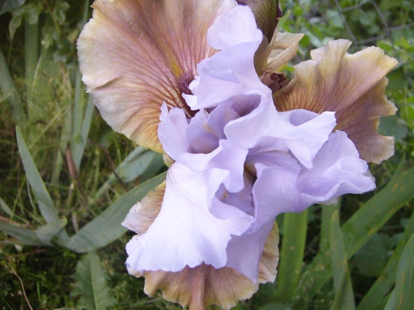 Iris Imprimis - ANUL 2017 V