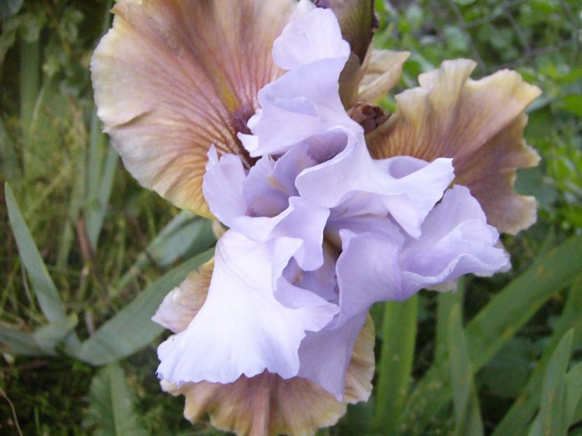 P1320615 - ANUL 2017 V