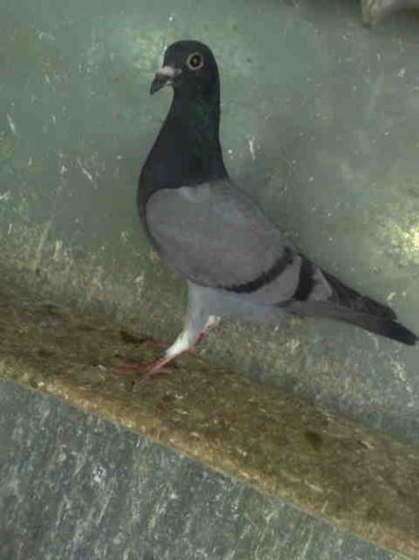 67 - X-Porumbei vinduti