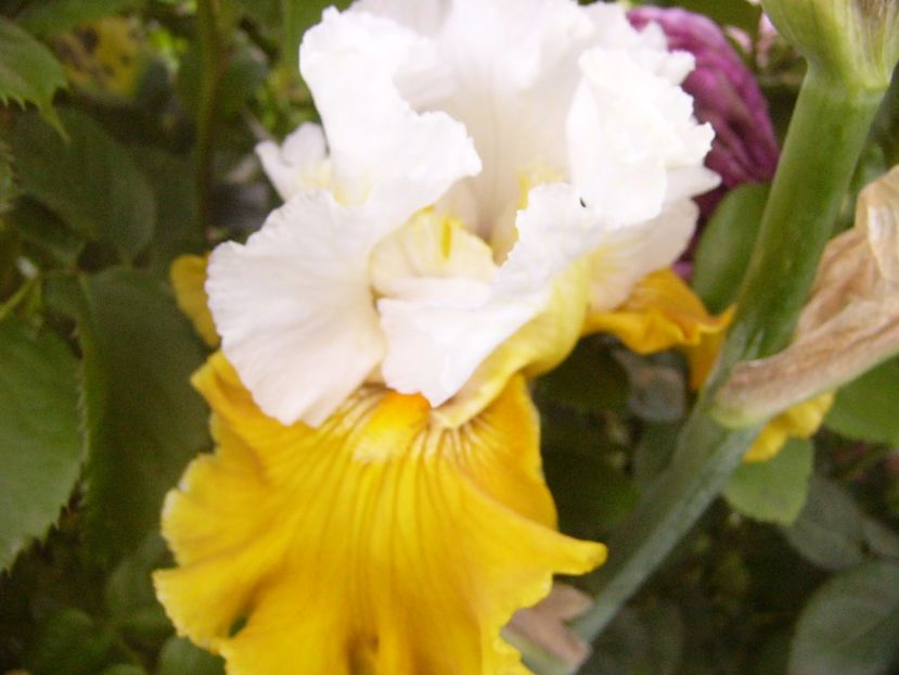 P1320621 - ANUL 2017 V