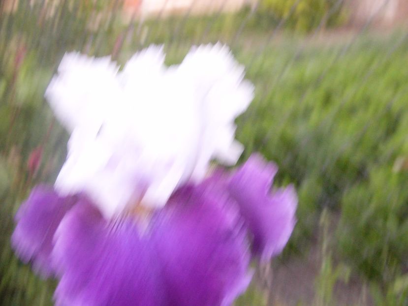 P1320633 - ANUL 2017 V