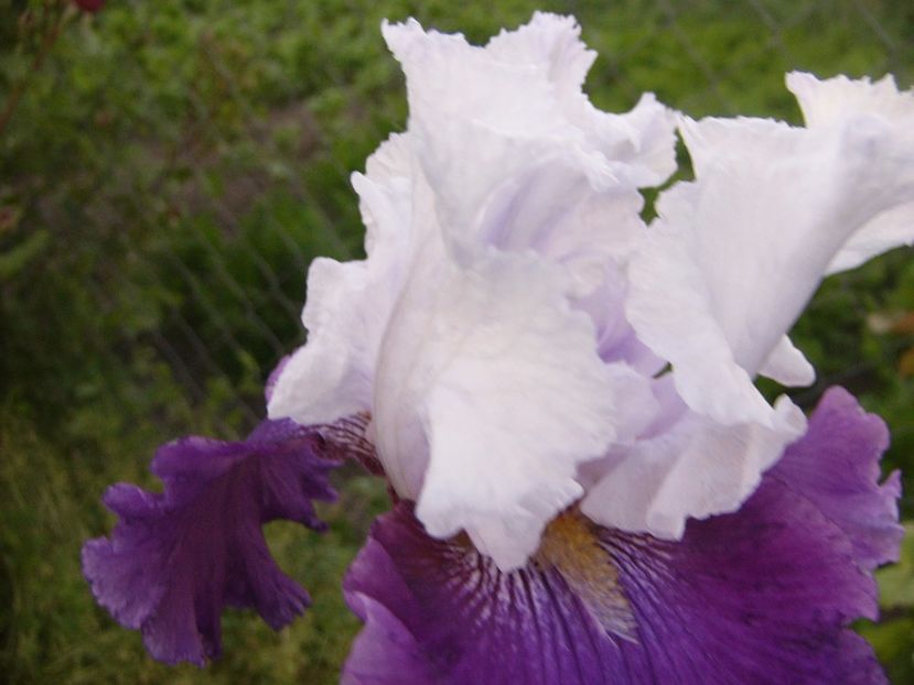 P1320634 - ANUL 2017 V