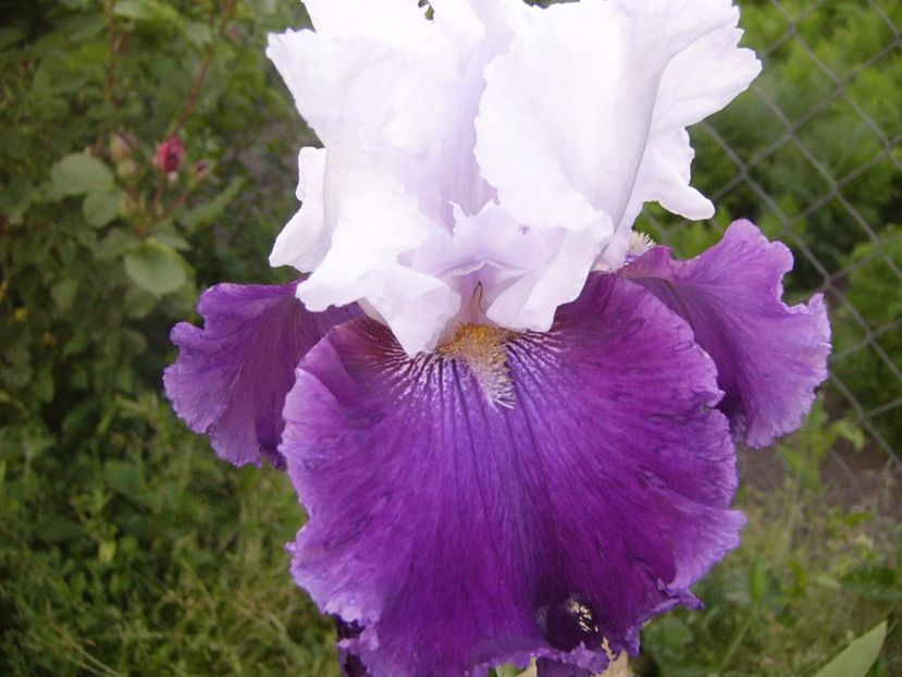 P1320638 - ANUL 2017 V