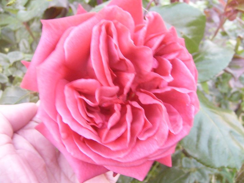 Rosa Teracote - ANUL 2017 V