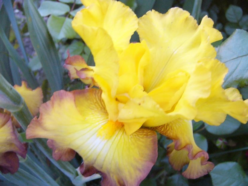 P1320658 - ANUL 2017 V