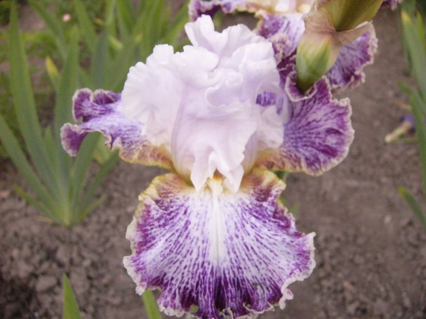 Iris Vapor - ANUL 2017 V