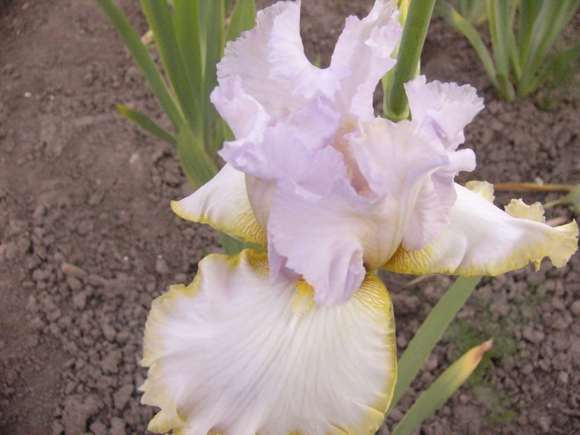 Iris Zlatowlaska - ANUL 2017 V